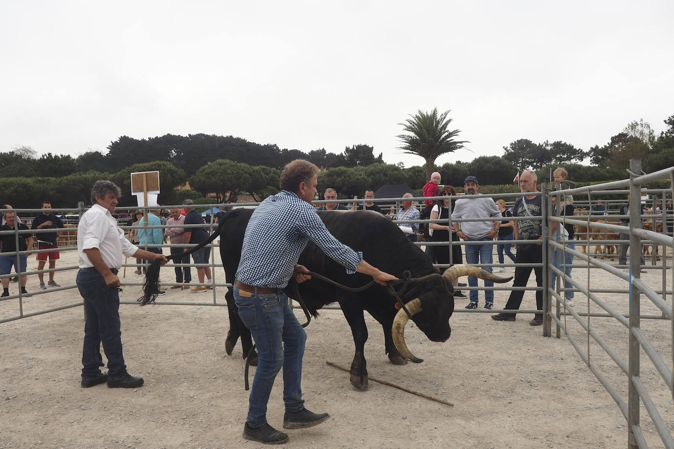 La villa acoge este fin de semana los actos, con feria ganadera incluida, que tradicionalmente se celebran en enero y que fueron aplazados por la pandemia