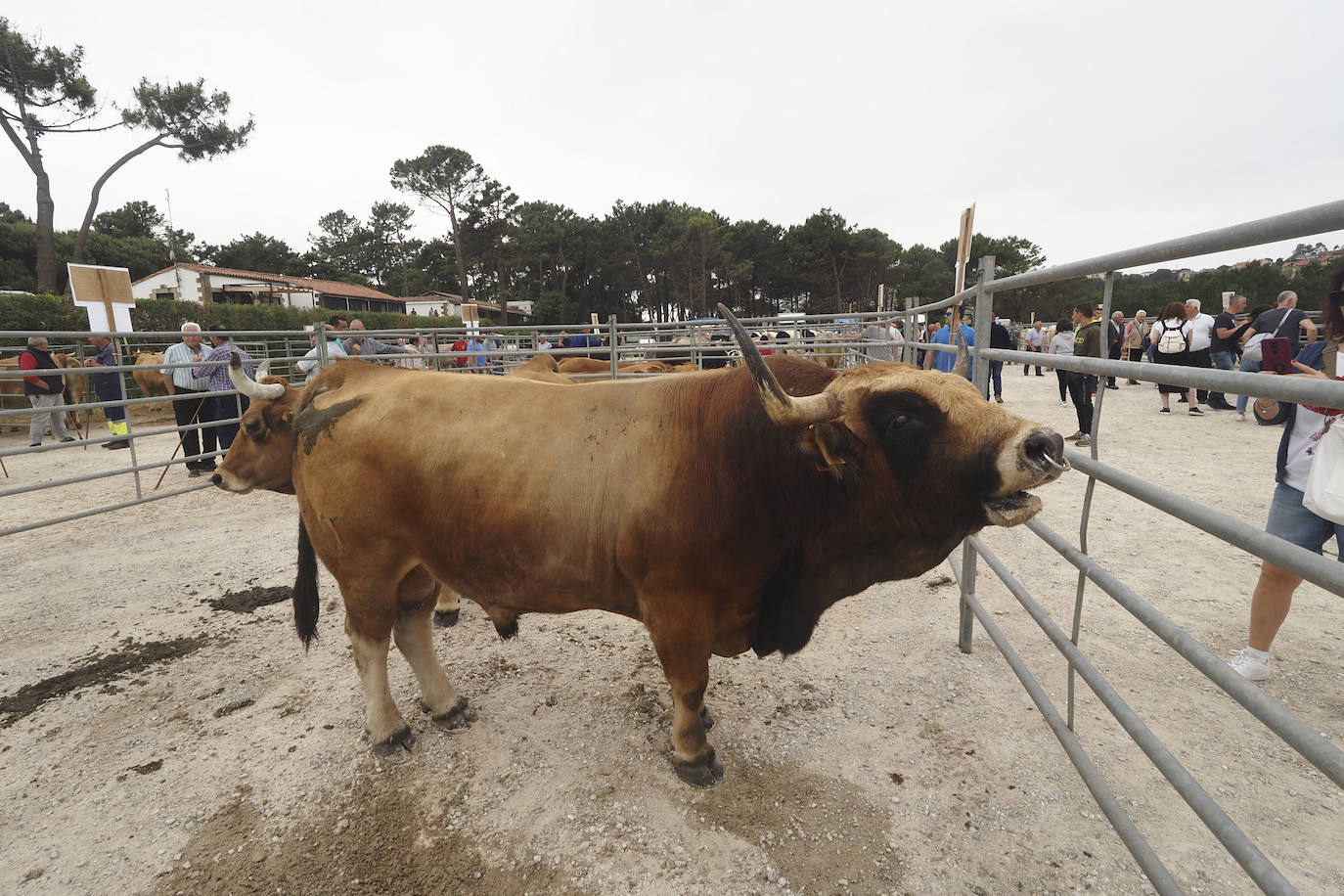 La villa acoge este fin de semana los actos, con feria ganadera incluida, que tradicionalmente se celebran en enero y que fueron aplazados por la pandemia