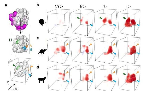 Figura 2. Los olores humanos y animales activan combinaciones peculiares de glomérulos en el lóbulo de la antena. a, reconstrucciones del lóbulo que resaltan los glomérulos orco+ (arriba, en gris), tres glomérulos focales (en el medio, con algunos glomérulos anteriores eliminados para mostrar los glomérulos A y B) y el ángulo desde el que se ven en representaciones 3D (abajo). A, glomérulo sensible de animales; B, glomérulo de sintonización amplia; H, glomérulo sensible de humanos. b–d, representaciones en 3D de la respuesta de un único mosquito hembra modelo a los olores de humanos (b), ratas (c) y ovejas (d). Las puntas de flecha indican los glomérulos focales de a. Los círculos discontinuos delimitan los glomérulos que responden enérgicamente a una concentración total de 5x. e, respuesta media de los glomérulos focales a estímulos registrados en b–d como mapas de calor. El tamaño del punto indica la dosis, y el sombreado alrededor de los puntos muestra la desviación media estándar.