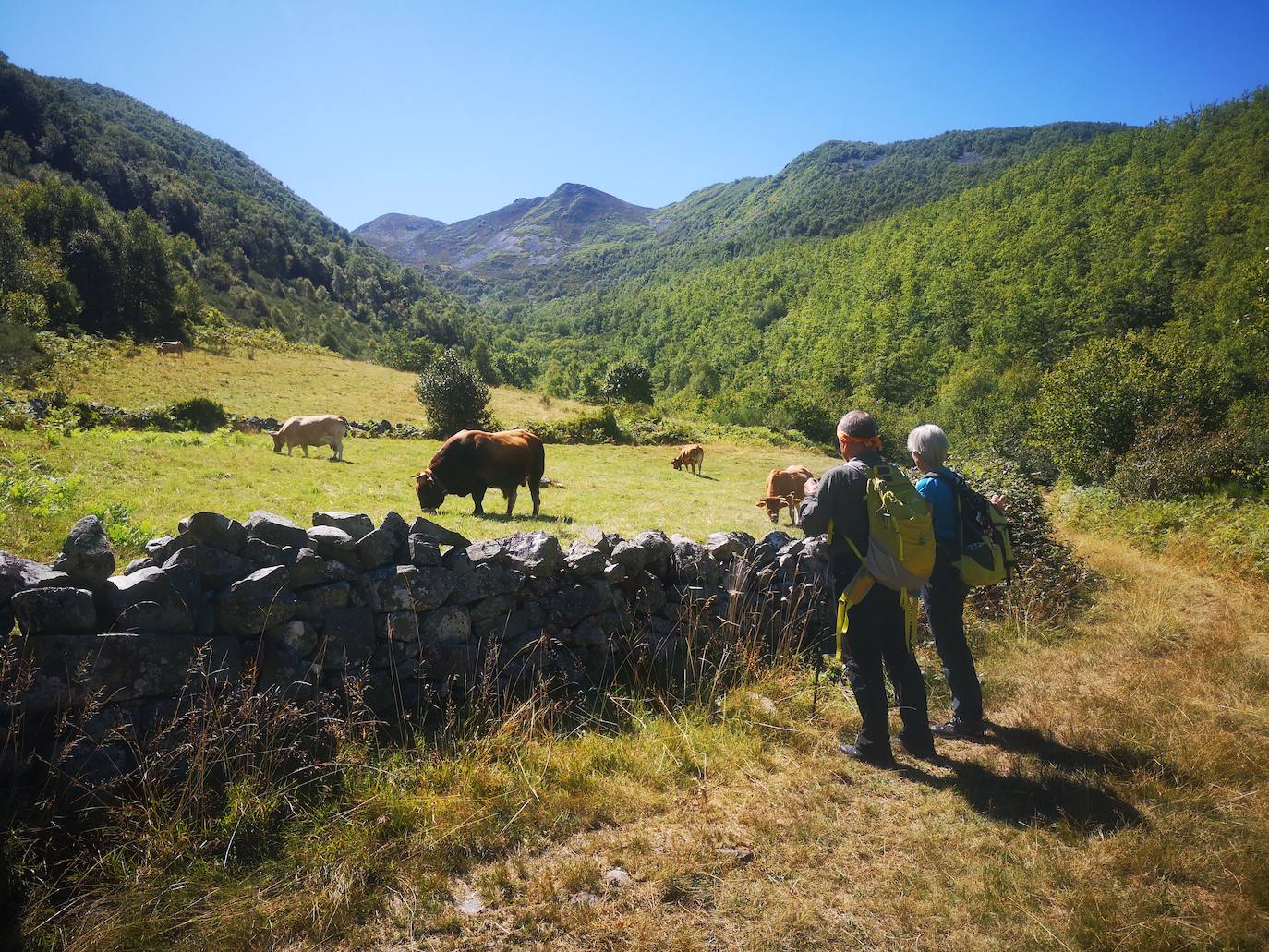 Aunque al avistamiento de osos en libertad no es tarea fácil y cuando se tiene suerte hay que hacerlo a una distancia entre 500 y 2.000 metros apreciando unas pequeñas motitas que se mueven entre roquedos y bosques, en la excursión se pueden apreciar otros animales como el gato montés, venados y rebecos, el esquivo urogallo, el águila real y el quebrantahuesos, y con suerte algún lobo o zorro. Por supuesto, no faltan las razas domésticas autóctonas como el caballo asturcón o la vaca carreñana, vigilados de cerca por los pacientes vaqueiros. Pero tal vez lo mejor de esta visita a la Cordillera Cantábrica sea el escenario en que todos esos animales caminan o vuelan porque aquí se encuentran también 142 especies de mariposas, dos tercios del total que hay en España.