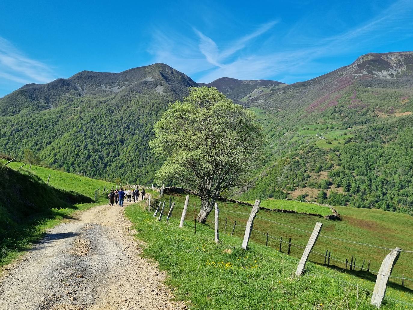 Aunque al avistamiento de osos en libertad no es tarea fácil y cuando se tiene suerte hay que hacerlo a una distancia entre 500 y 2.000 metros apreciando unas pequeñas motitas que se mueven entre roquedos y bosques, en la excursión se pueden apreciar otros animales como el gato montés, venados y rebecos, el esquivo urogallo, el águila real y el quebrantahuesos, y con suerte algún lobo o zorro. Por supuesto, no faltan las razas domésticas autóctonas como el caballo asturcón o la vaca carreñana, vigilados de cerca por los pacientes vaqueiros. Pero tal vez lo mejor de esta visita a la Cordillera Cantábrica sea el escenario en que todos esos animales caminan o vuelan porque aquí se encuentran también 142 especies de mariposas, dos tercios del total que hay en España.