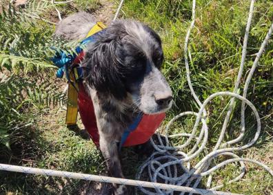 Imagen secundaria 1 - Los bomberos rescatan a un perro que cayó por una sima de 10 metros en el Monte Dobra