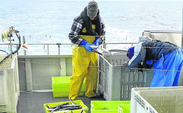 Fidel Haya traslada el pescado a las cajas, en las que irá a la lonja.