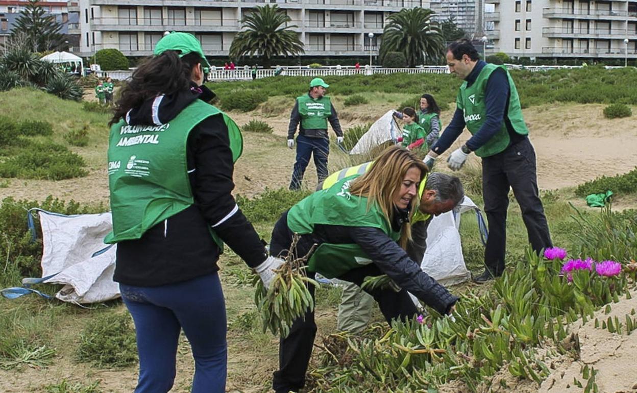 Imagen de archivo de voluntarios retirando plantas invasoras en Laredo. 