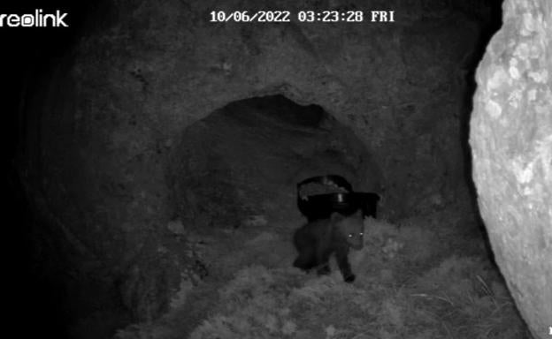 El osezno salvado por su madre sigue vivo y se asoma a la boca de cueva