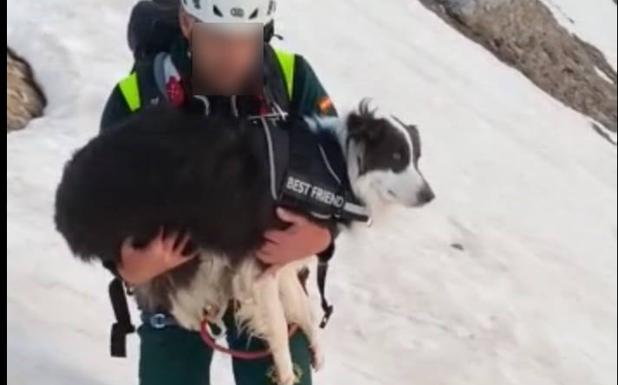 La Guardia Civil rescata a un perro atrapado en un nevero en Picos de Europa