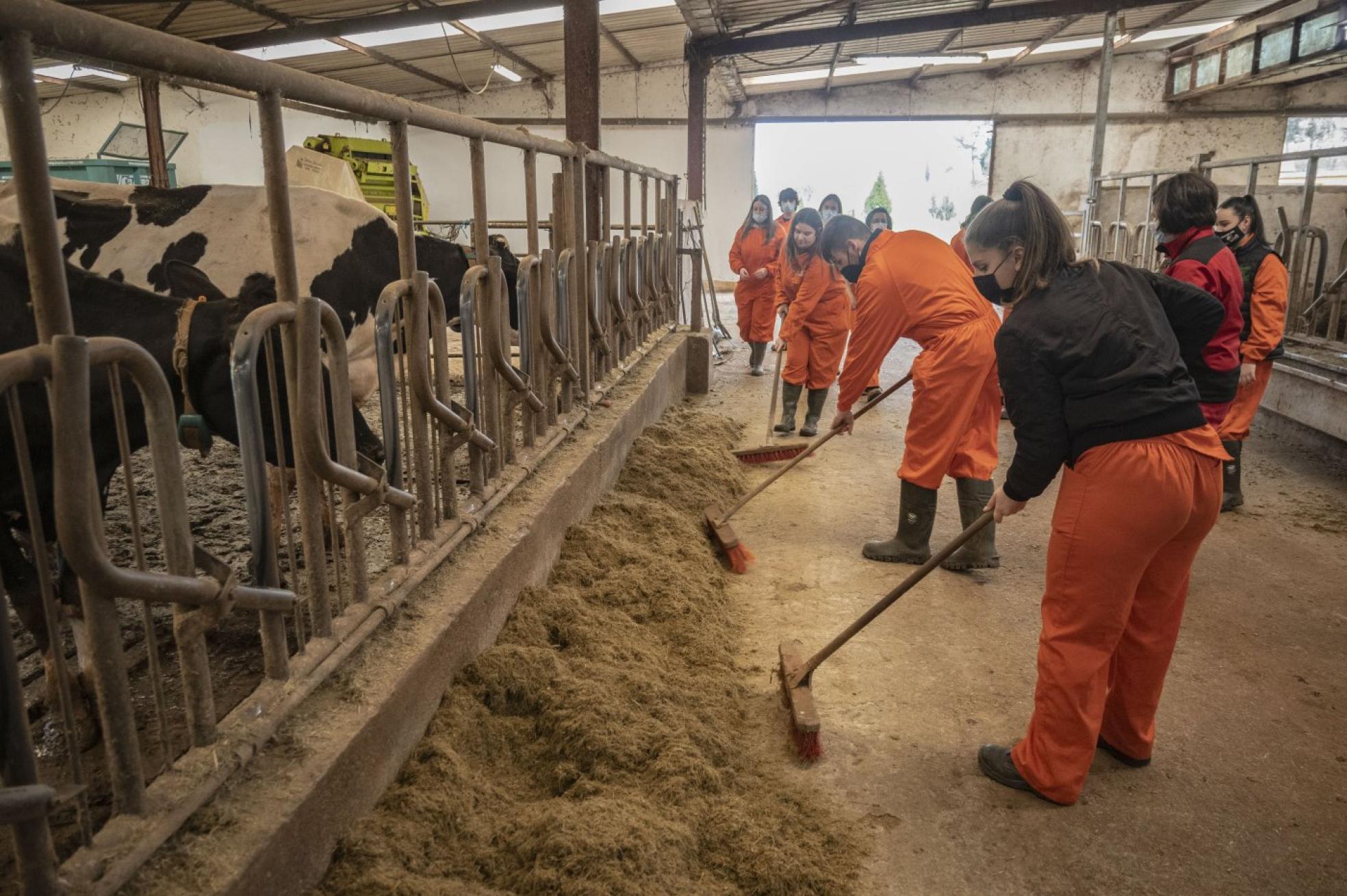 Alumnos de la escuela de Heras limpiando los establos del ganado. 