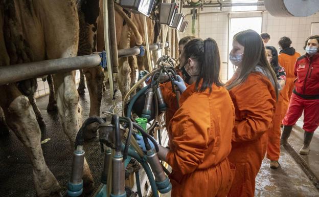 Varios alumnos, manejan las ordeñadoras en la cuadra.