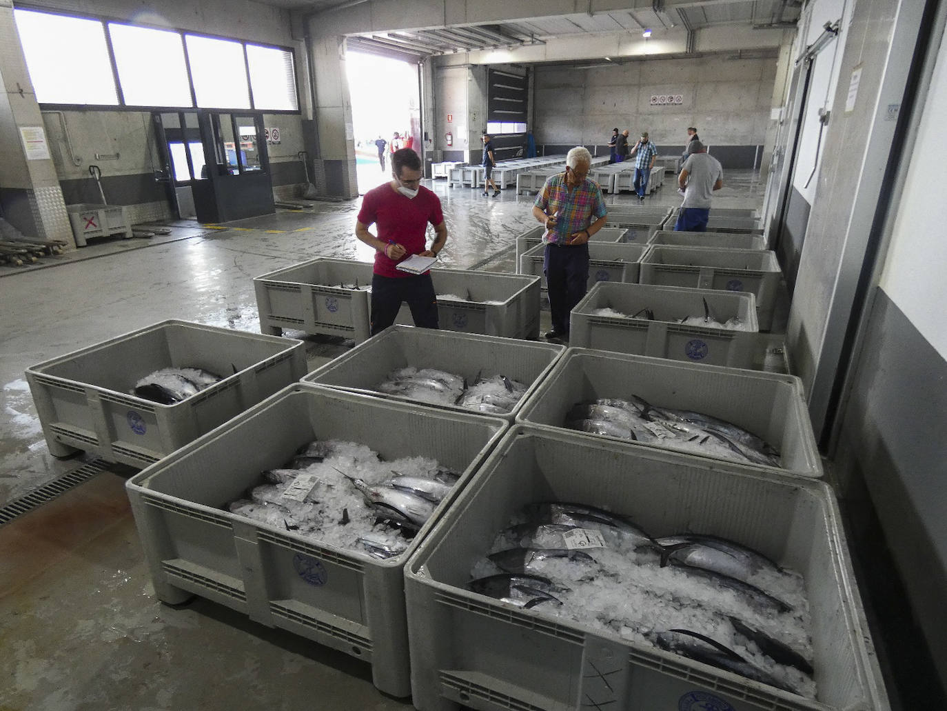 Fotos: Descarga de bonito en Santoña y subasta en la lonja de Laredo