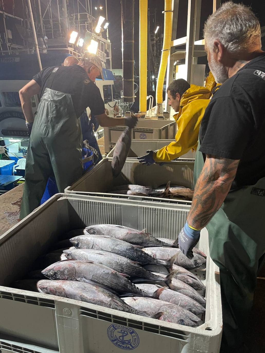 Cuatro barcos 'de pulso' y uno de cacea arrancan la semana con un precio medio de 6 euros el kilo por los bonitos grandes y de 4,20 euros el kilo de los medianos.