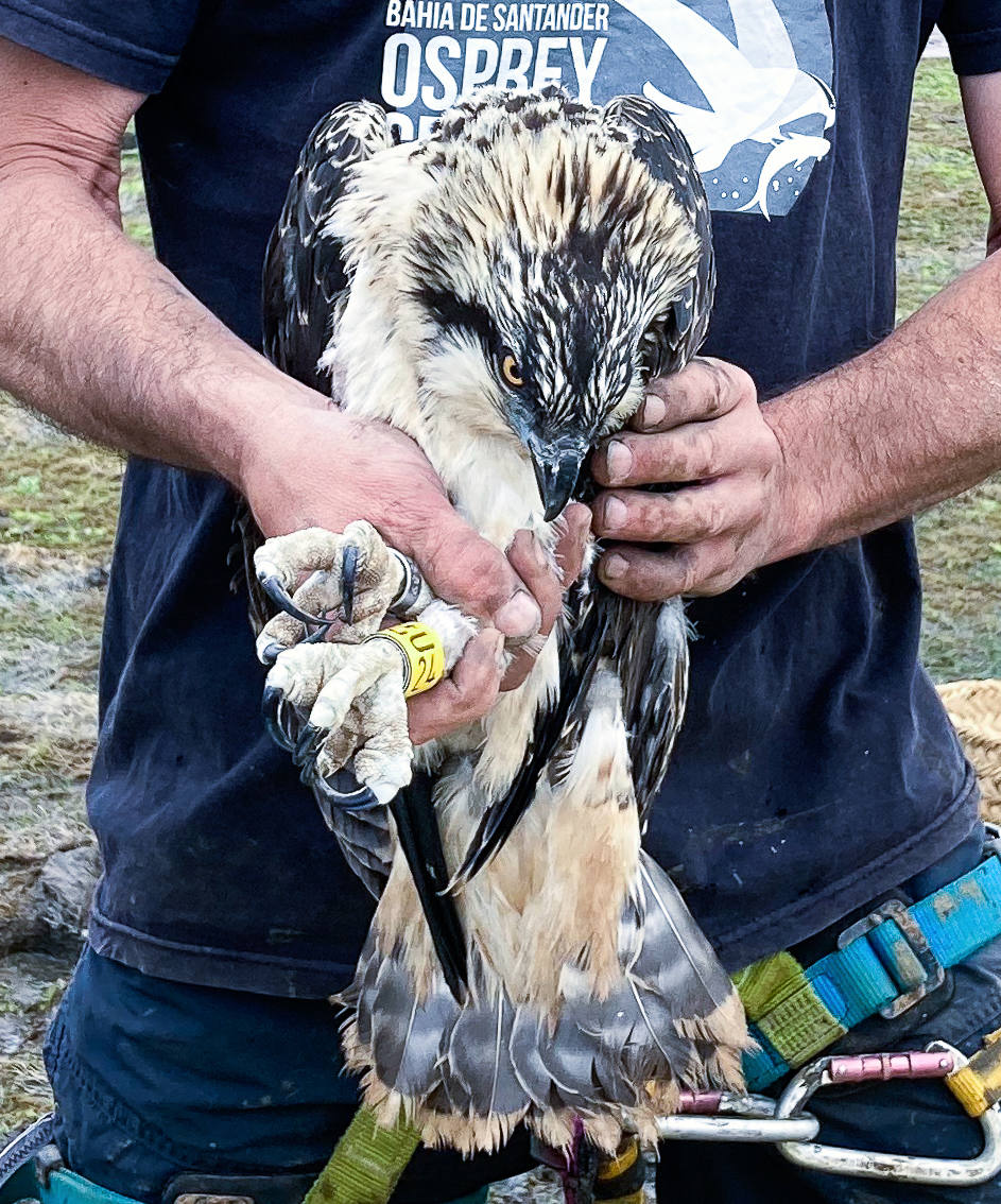 Fotos: Así han anillado a los dos primeros pollos de águila pescadora nacidos en Santander