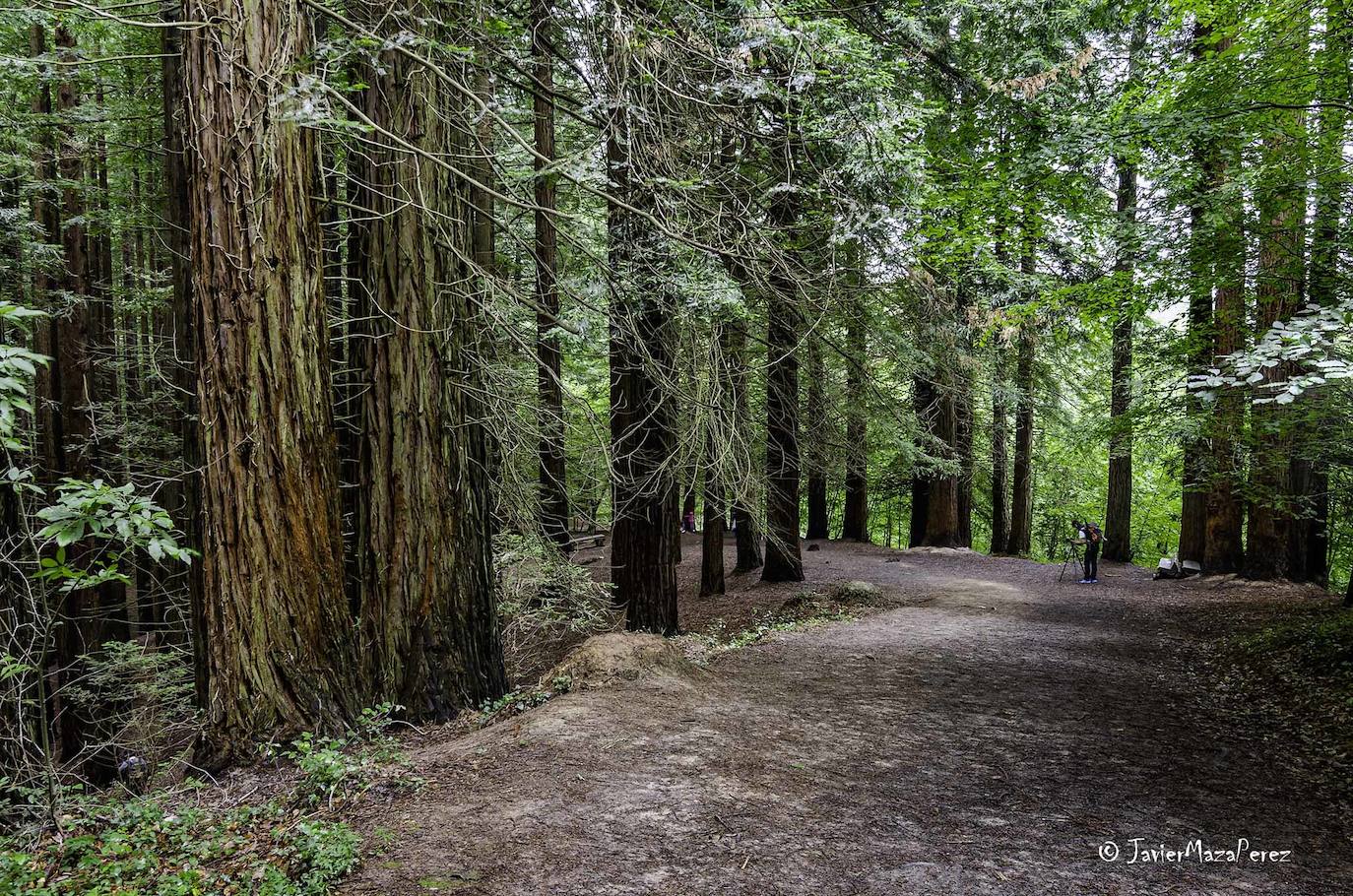 CI PN de Oyambre y ENP de Saja Nansa. Plazas libres: 25. Duración: 1 hora Desnivel: 52m Distancia: 2 Km. Tipo de recorrido: circular. Tipo de firme: Sendero. Dificultad: Baja.