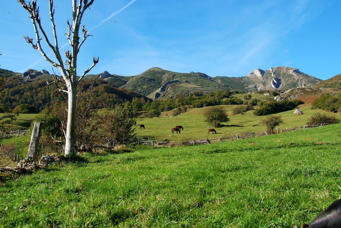 Casa de la Naturaleza de Pesaguero, Red Natura 2000 en Liébana. Desnivel: 230 metros. Distancia: 8 Km. Tipo de firme: Sendero y pista forestal. Dificultad: Baja.