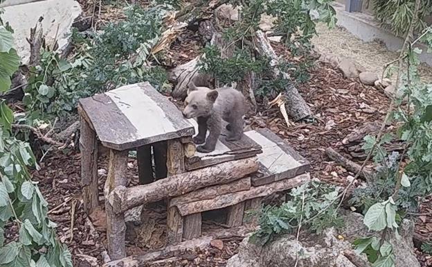 El osezno en el Centro de Recuperación de Fauna Silvestre de Villaescusa.