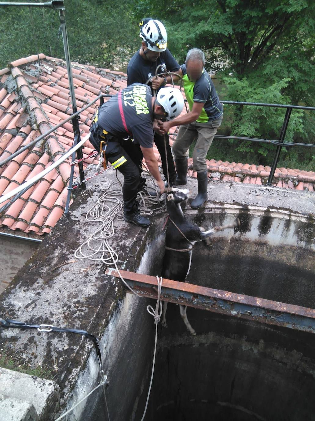 Momento en el que la cabra sale a la superficie tras ser izada por el equipo de bomberos de Valdáliga.