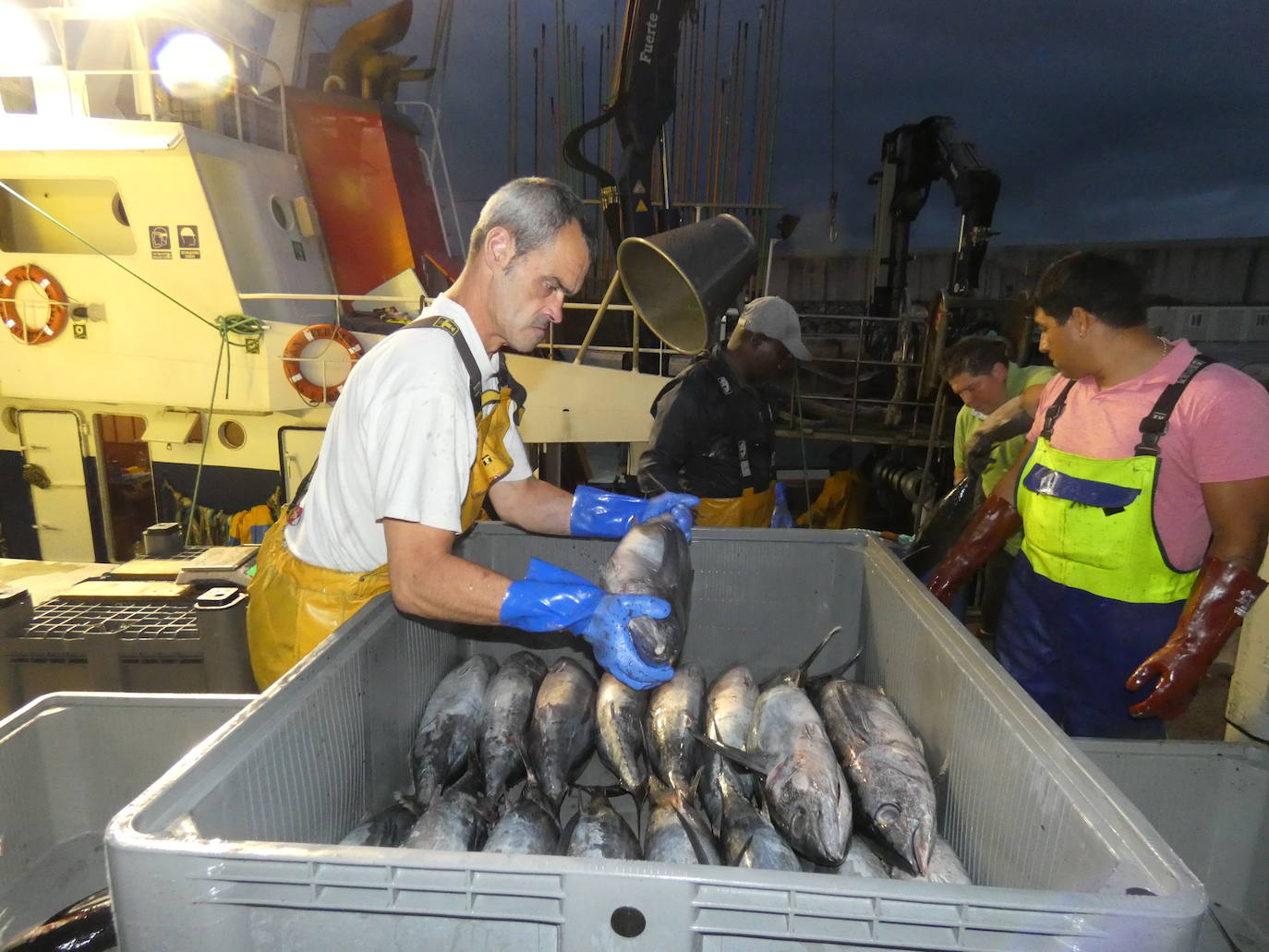 Fotos: La costera del bonito, en imágenes