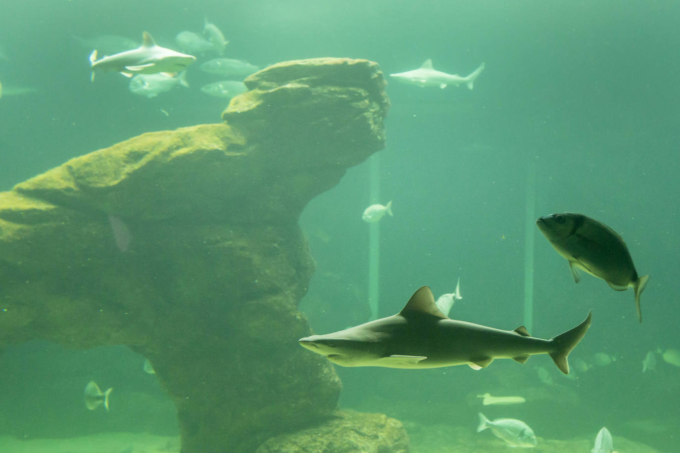 Fotos: Así son los tres nuevos tiburones grises del MMC