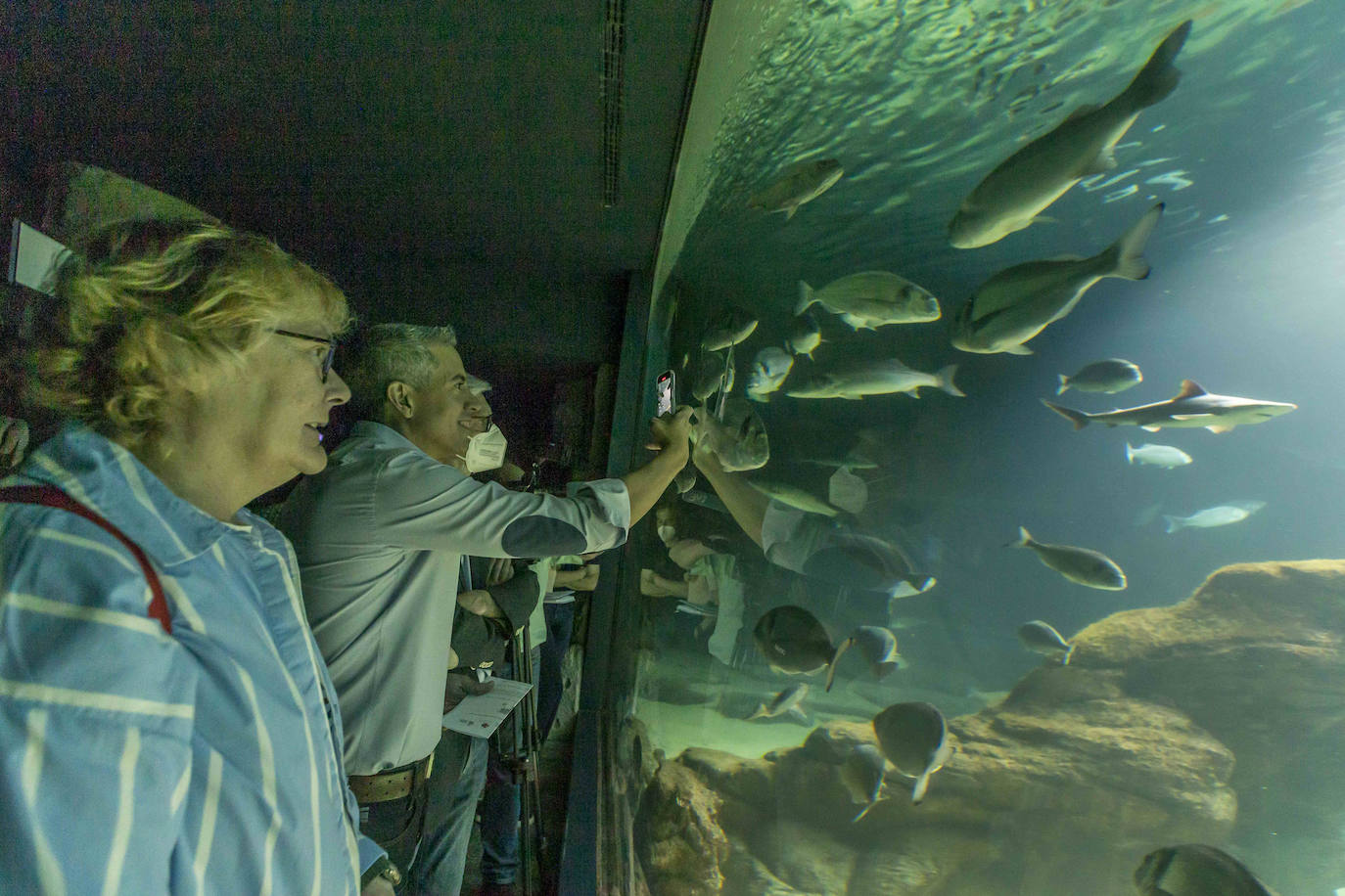 Fotos: Así son los tres nuevos tiburones grises del MMC