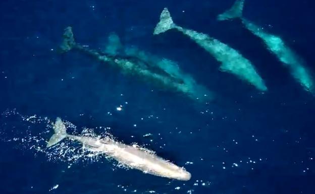 Espectacular encuentro con cinco grandes cachalotes en el Mar Cantábrico, cerca de la costa