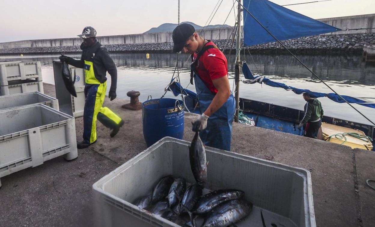 Dos marineros descargan bonitos este martes, en el puerto de Laredo. 