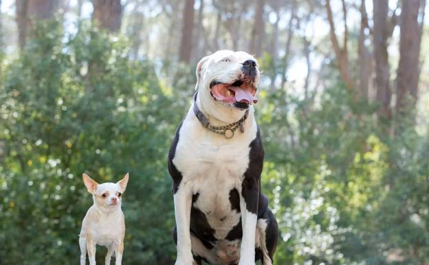 Un chihuahua (izquierda) y un staffordshire terrier americano (derecha).