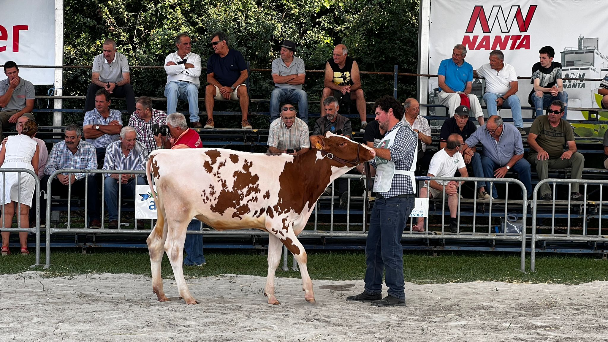 Fotos: El ganado vuelve a Mataleñas