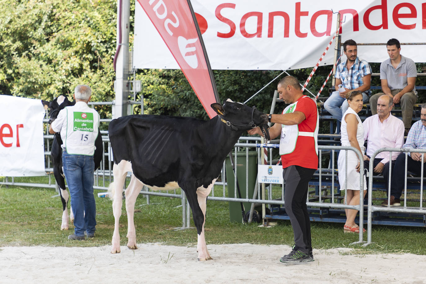 Fotos: El ganado vuelve a Mataleñas