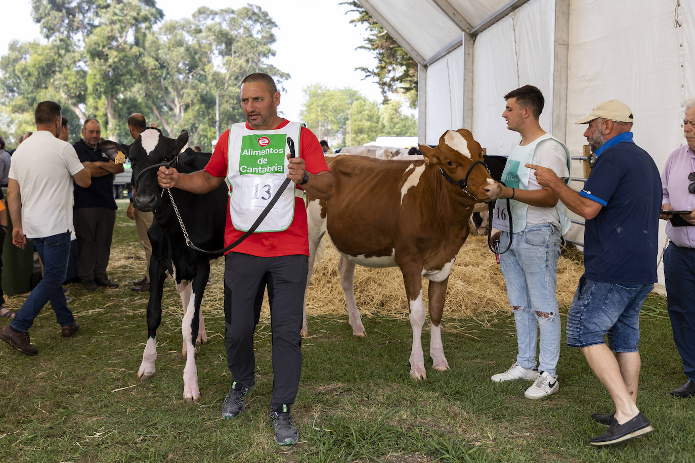 Fotos: El ganado vuelve a Mataleñas