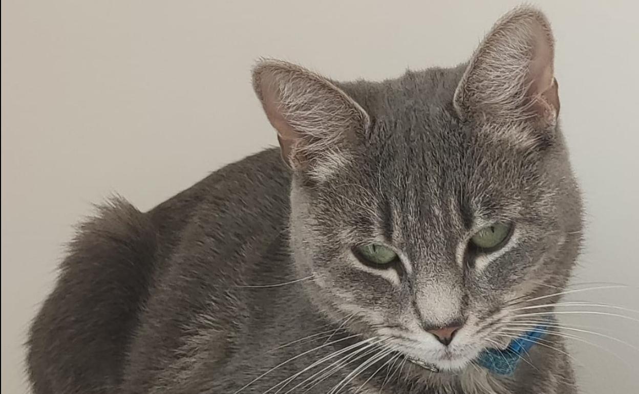 Chica, la gata perdida, tiene dos años, es gris, cariñosa y lleva un collar azul.