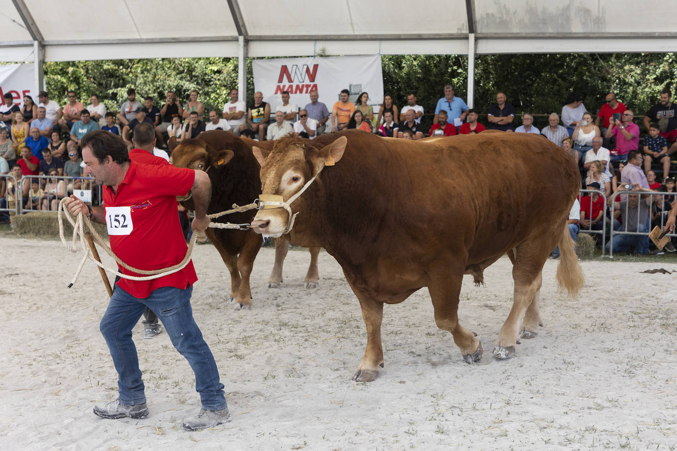 Fotos: Segunda jornada del I concurso de Ganado Vacuno de Mataleñas