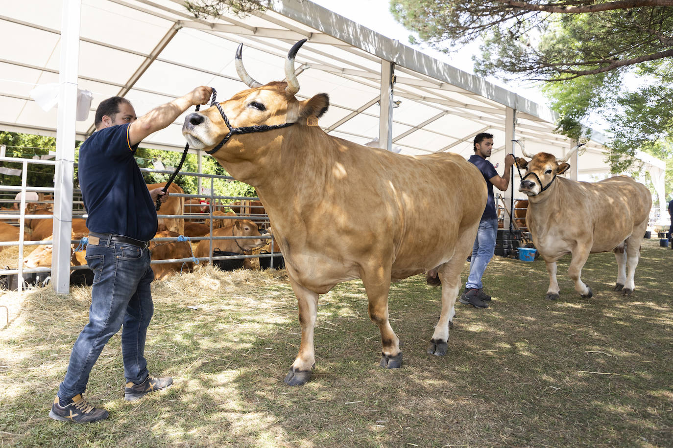 Fotos: Segunda jornada del I concurso de Ganado Vacuno de Mataleñas