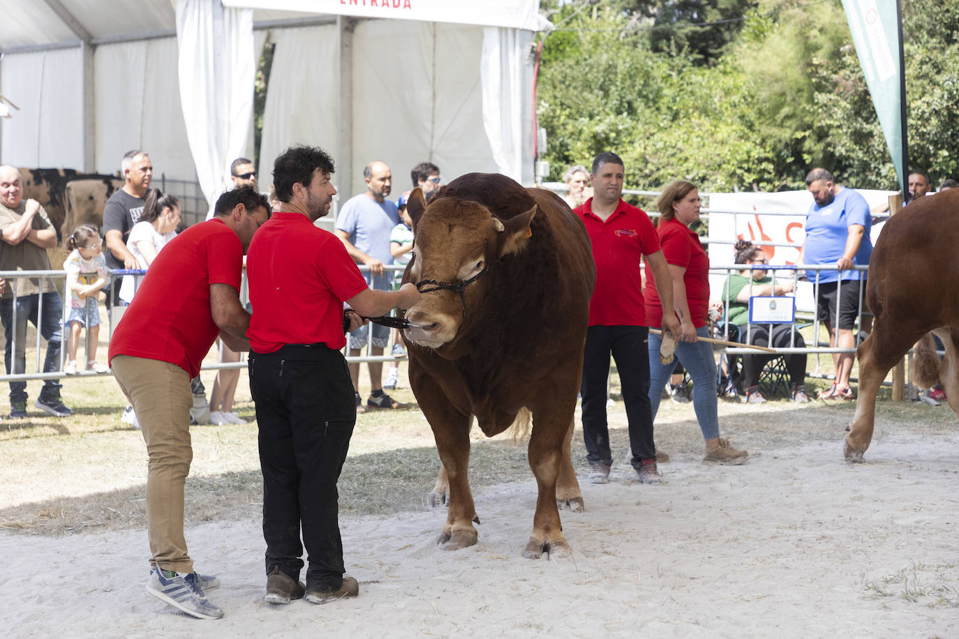 Fotos: Segunda jornada del I concurso de Ganado Vacuno de Mataleñas