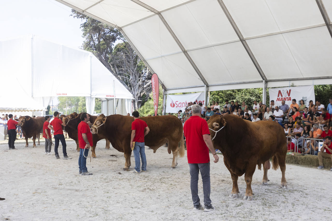 Fotos: Segunda jornada del I concurso de Ganado Vacuno de Mataleñas