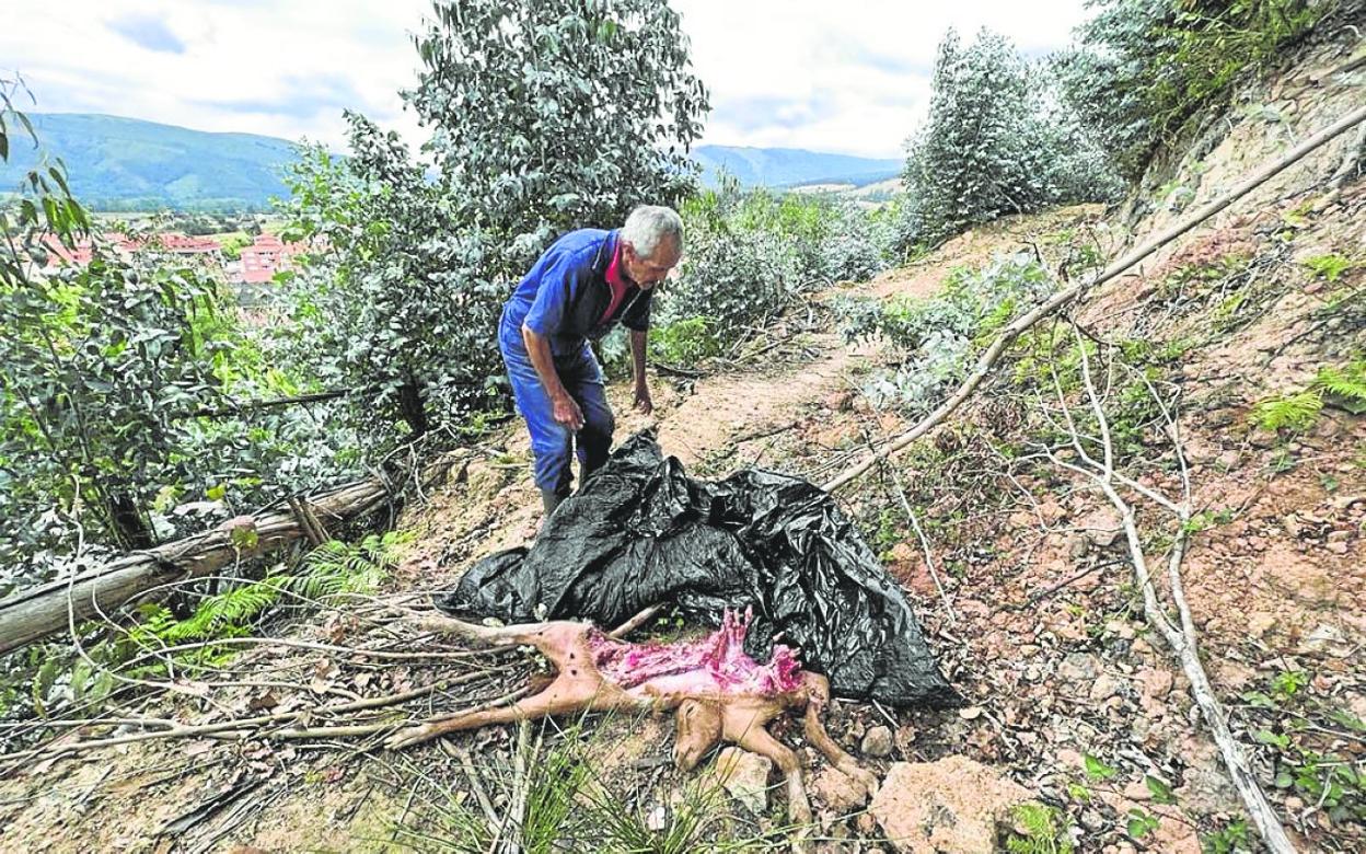Un ganadero muestra a la cabra muerta a manos de los lobos en el invernal de la Fontanuca. 
