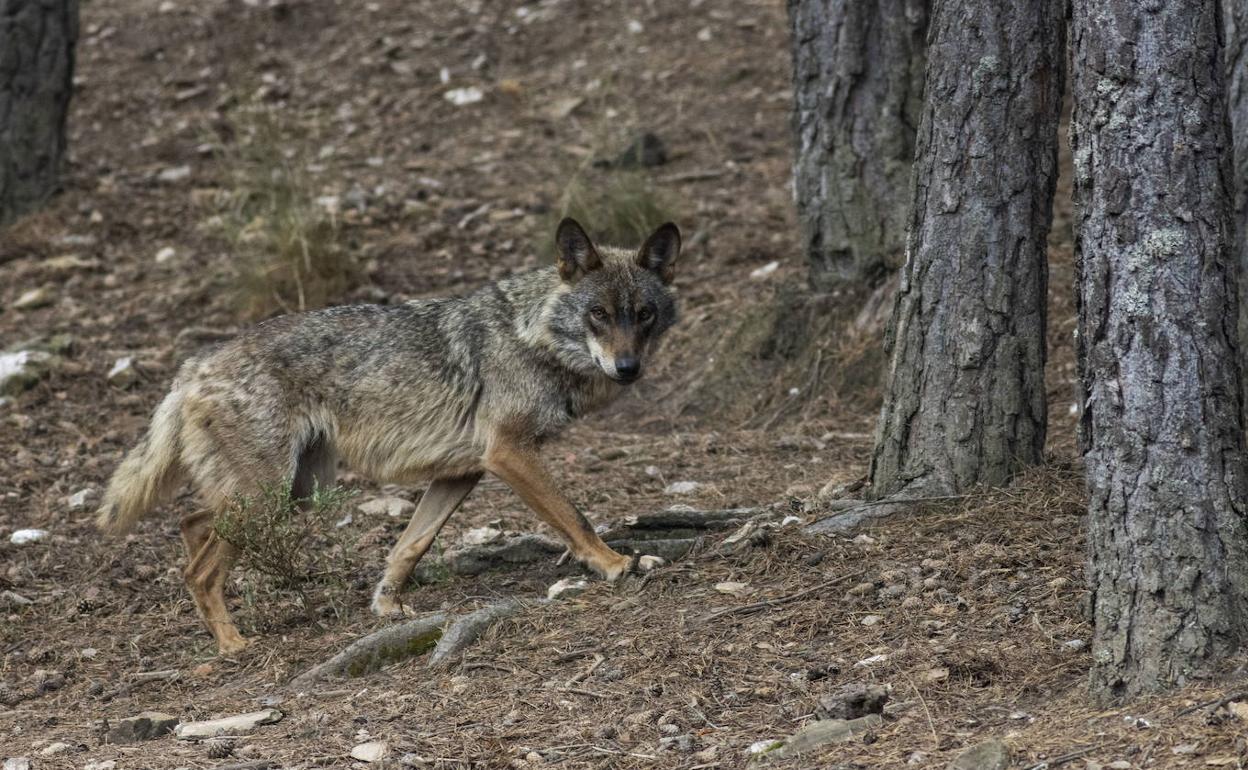 EL TSJC rechaza suspender las resoluciones de Cantabria que permiten matar diez lobos en las zonas de más ataques