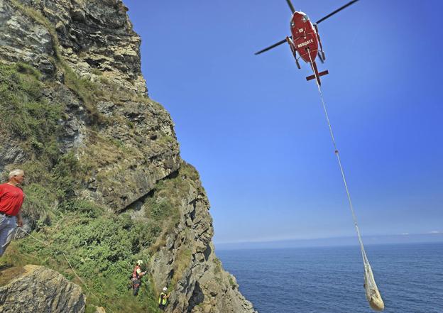 Imagen. El animal fue elevado por los aires colgado del helicóptero