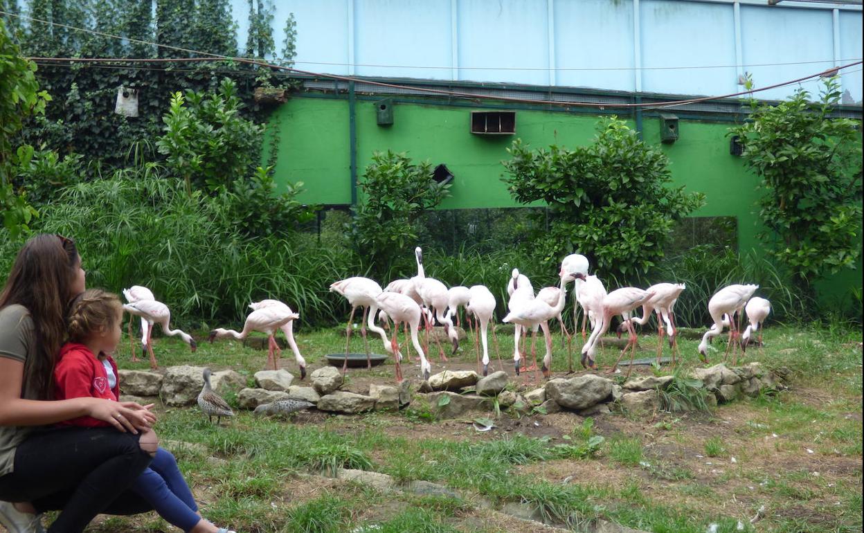 Flamencos, en el zoo de Santillana. 