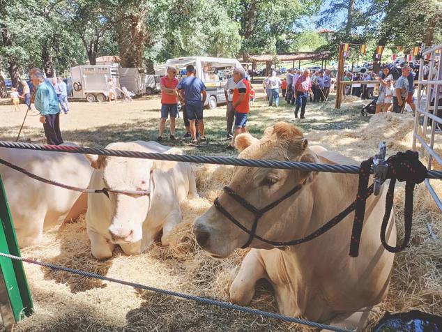 La espectacular arboleda en el límite con La Gándara ha acogido la fiesta