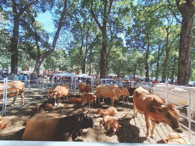 La espectacular arboleda en el límite con La Gándara ha acogido la fiesta