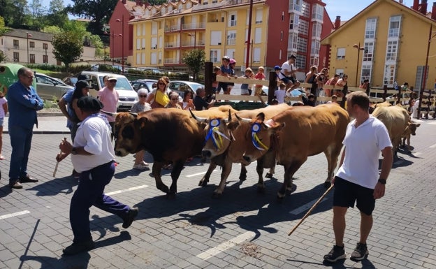 Imagen principal - Los pastores han exhibido sus ejemplares con las mejores galas, campanos de feria incluidos 