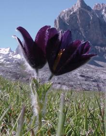 Imagen secundaria 2 - Dos de las flores que pueden encontrarse en el entorno del Parque Nacional de los Picos de Europa.