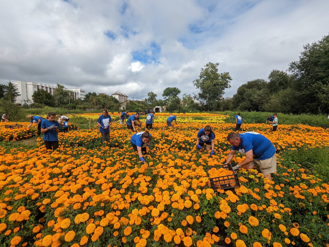 Fotos: La recogida para la Batalla de las Flores, en imágenes