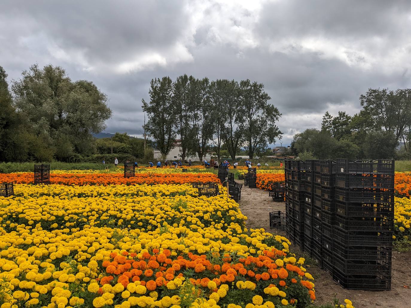 Fotos: La recogida para la Batalla de las Flores, en imágenes