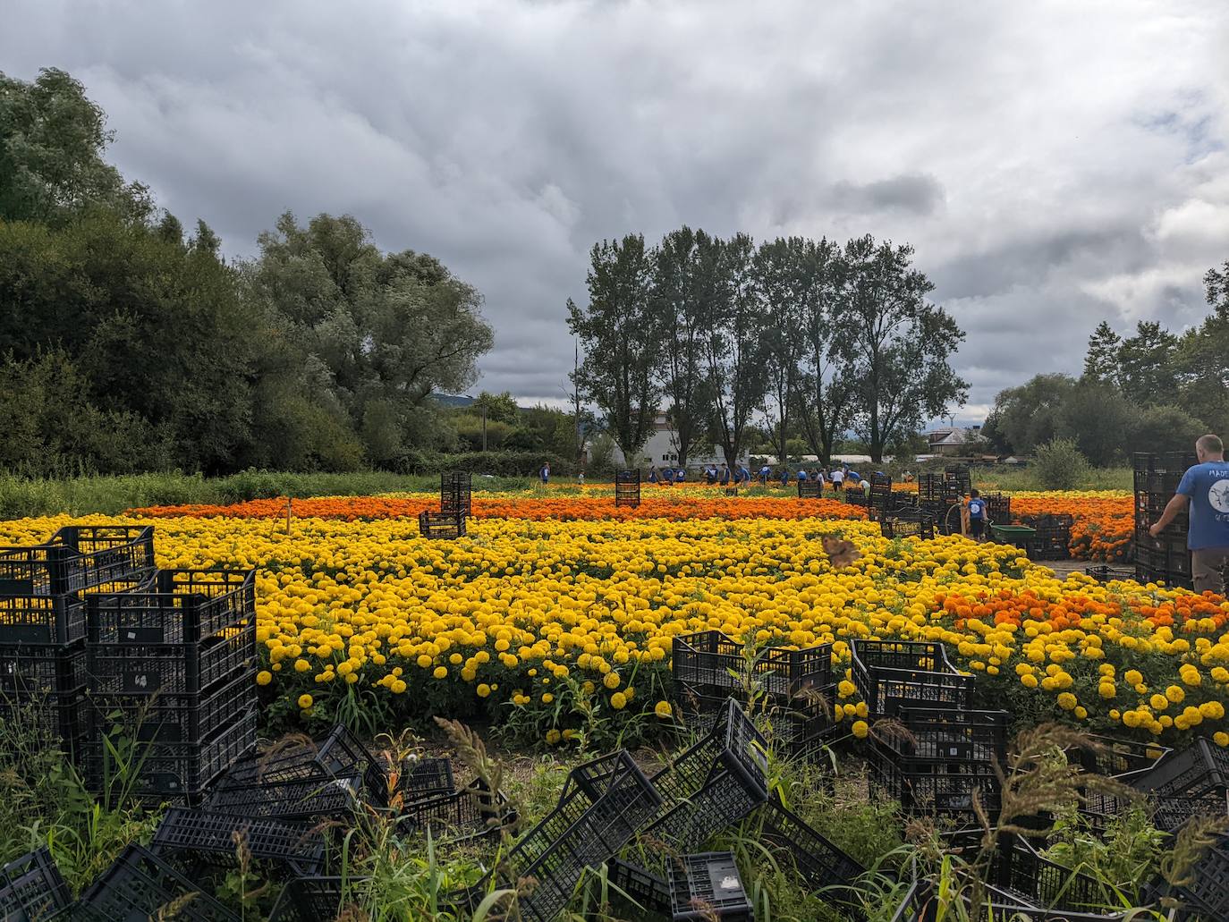 Fotos: La recogida para la Batalla de las Flores, en imágenes