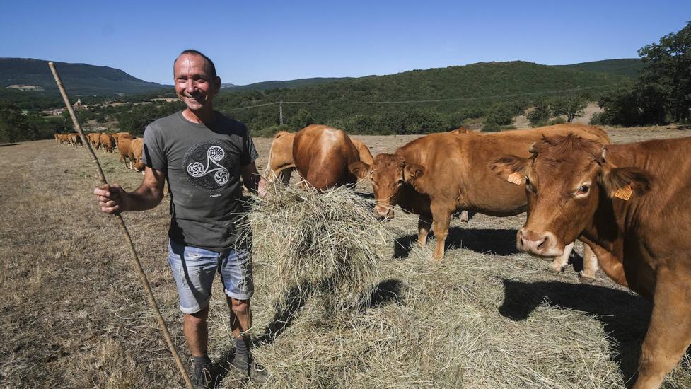 La sequía obliga a los ganaderos a sacar las bolas de forraje reservadas para el invierno.