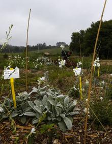 Imagen secundaria 2 - Ocho paisajistas crean nuevos jardines en La Busta para impulsar su profesión