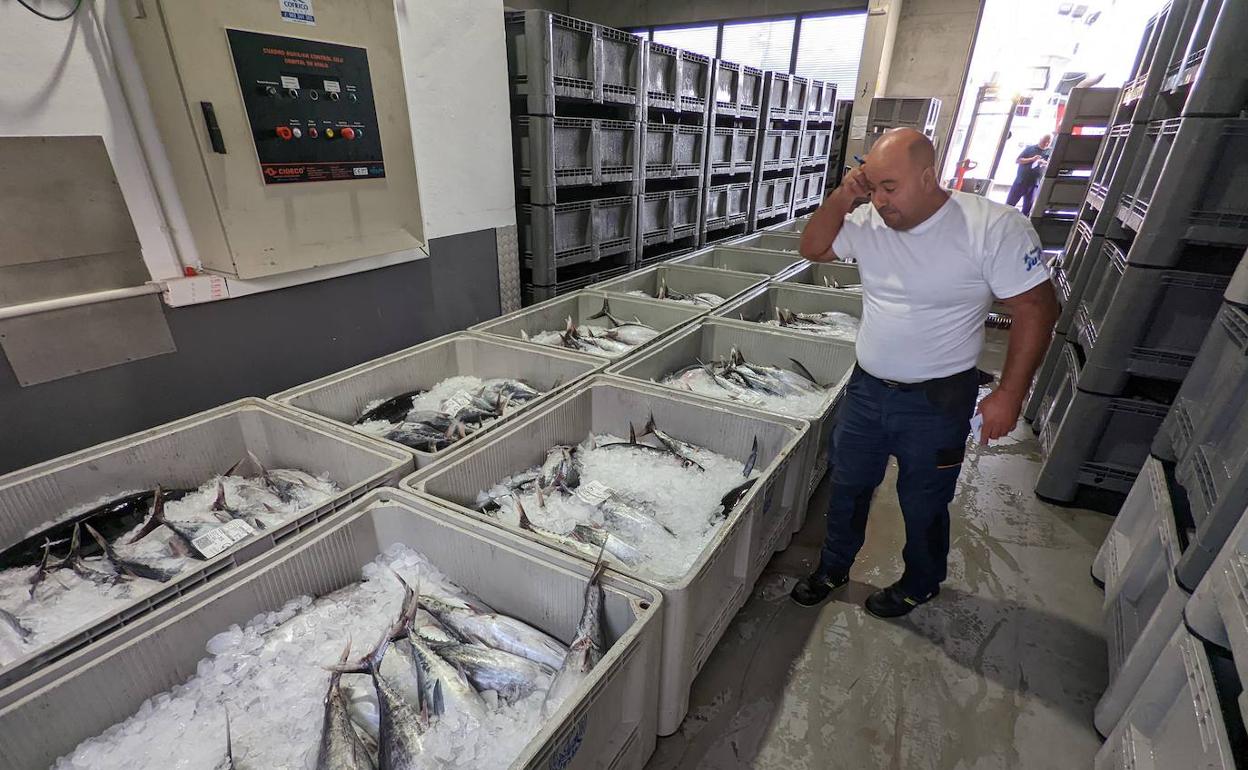 La mayor parte del bonito que ayer llegó a Laredo fue adquirido por las fábricas