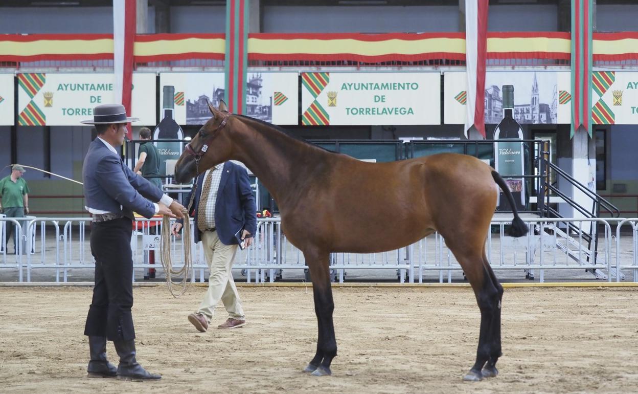 Uno de los ejemplares concursa sobre la arena del Ferial. 