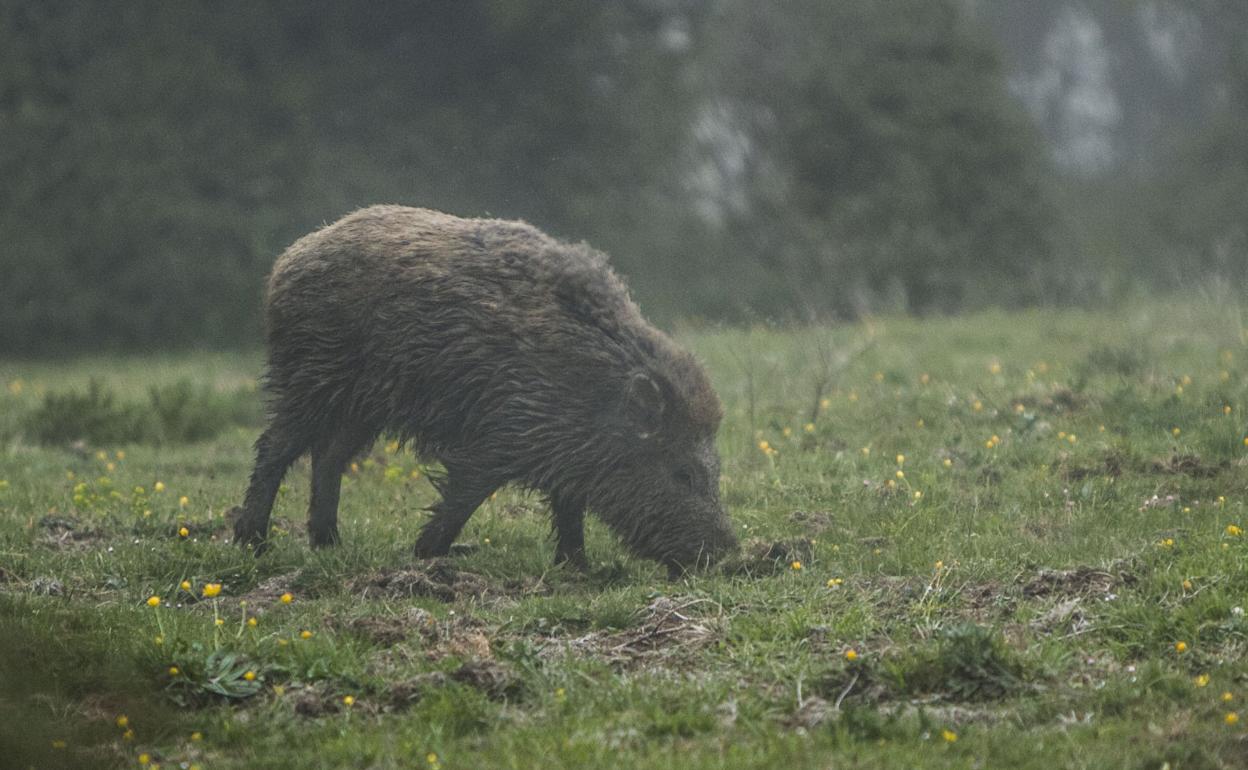 Un jabalí pace en un campo. 