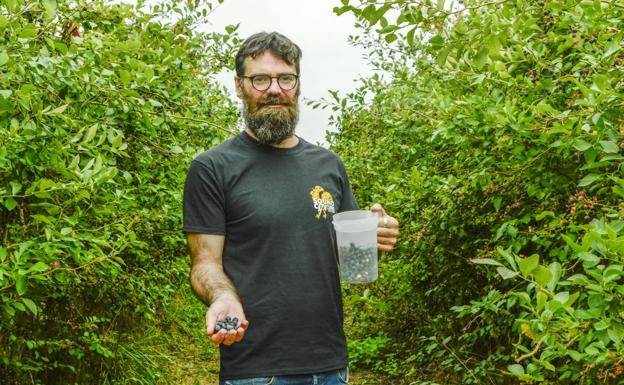 José Cobo sostiene un puñado de arándanos extraídos de su plantación. 